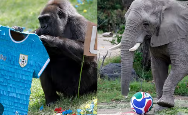 Kafsh&euml;t e kopshtit zoologjik t&euml; Meksik&euml;s parashikojn&euml;
